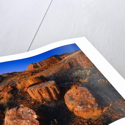 Petrified Forest by Anonymous