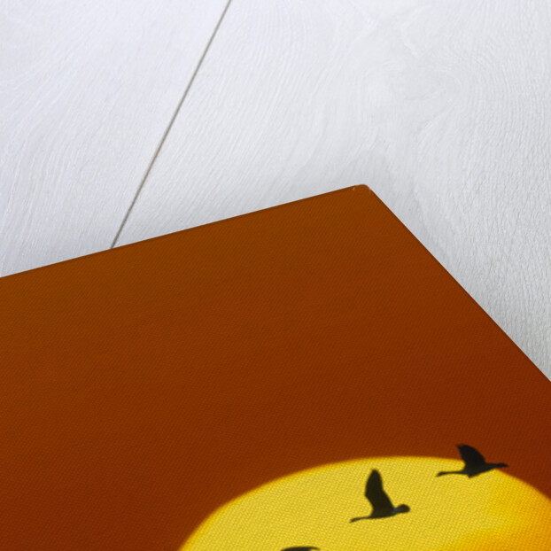 Canada Geese Flying in Formation by Anonymous