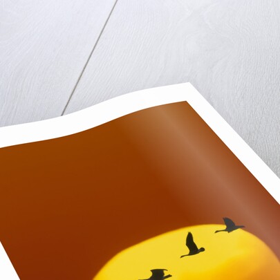 Canada Geese Flying in Formation by Anonymous