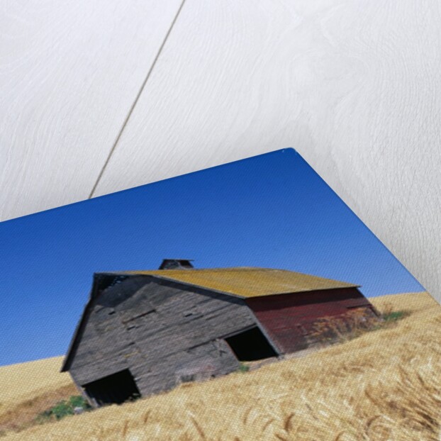 Wheat Crop Growing in Field By Barn by Anonymous