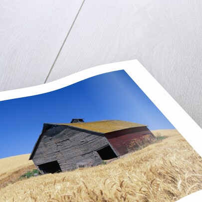 Wheat Crop Growing in Field By Barn by Anonymous