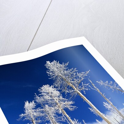 Trees in Snow by Anonymous