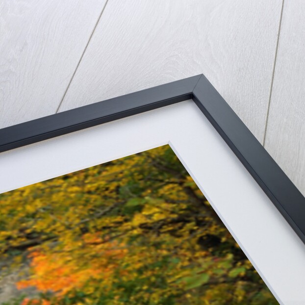 Waterfall Amongst Autumn Foliage by Anonymous