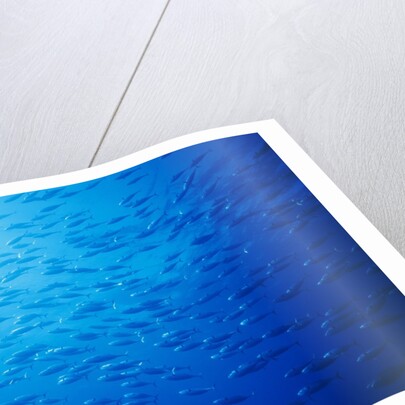 School of Skipjack Tunas by Anonymous