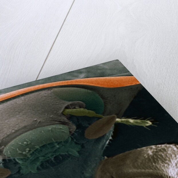 Microscopic View of Ladybug by Anonymous