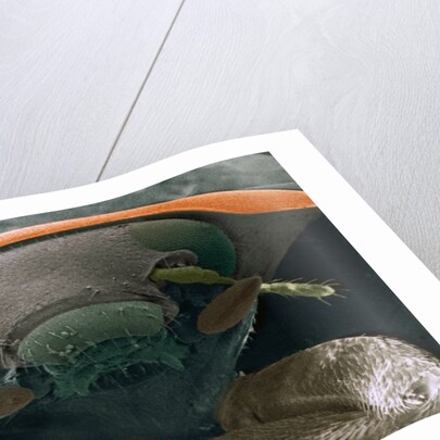 Microscopic View of Ladybug by Anonymous