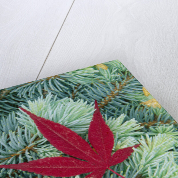 Japanese Maple Leaf on Evergreen by Anonymous