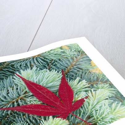 Japanese Maple Leaf on Evergreen by Anonymous