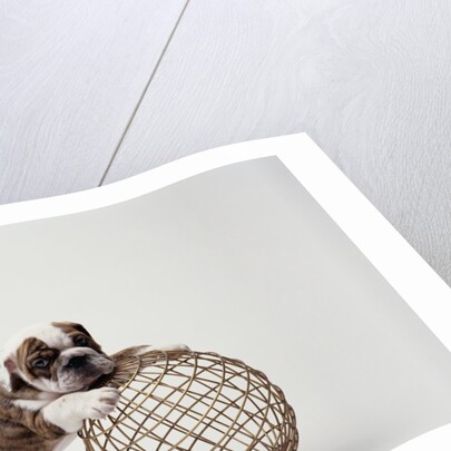 Bulldog Puppy Playing with Metal Sphere by Anonymous