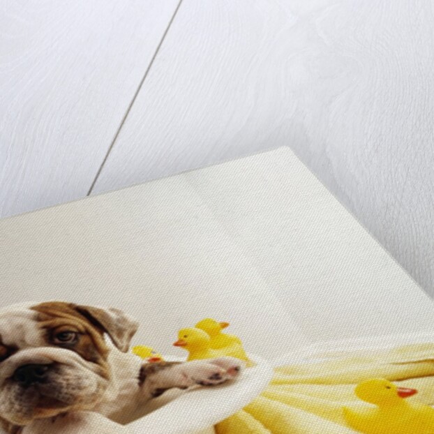 Bulldog Puppy in Miniature Bathtub by Anonymous