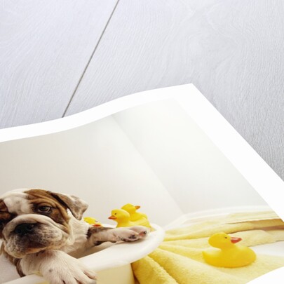 Bulldog Puppy in Miniature Bathtub by Anonymous