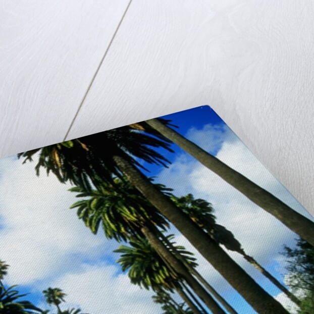 Palm Trees Lining Street by Anonymous