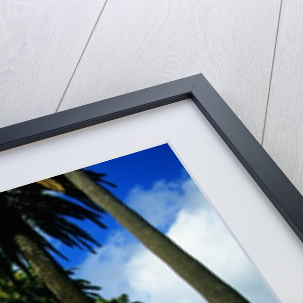 Palm Trees Lining Street by Anonymous