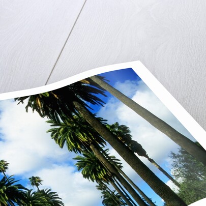 Palm Trees Lining Street by Anonymous