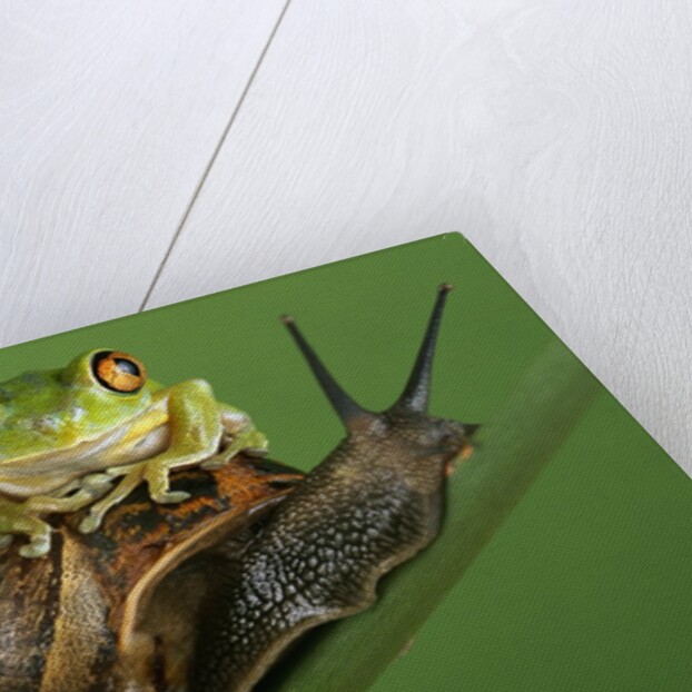 Tree Frog Resting on Snail's Shell by Anonymous