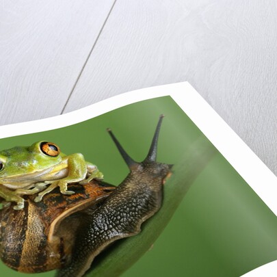 Tree Frog Resting on Snail's Shell by Anonymous