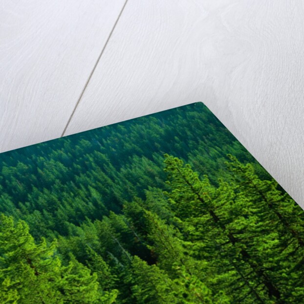 Pine Forest in Yosemite National Park by Anonymous