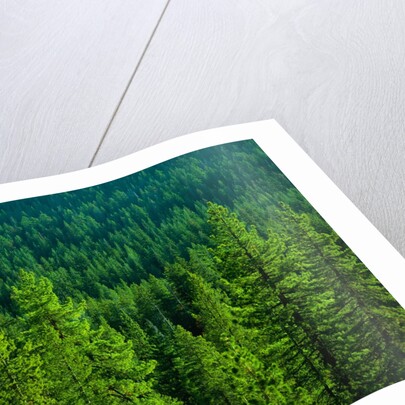 Pine Forest in Yosemite National Park by Anonymous