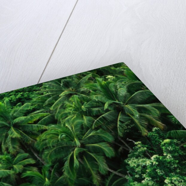 Lush Plants in Hawaiian Rainforest by Anonymous