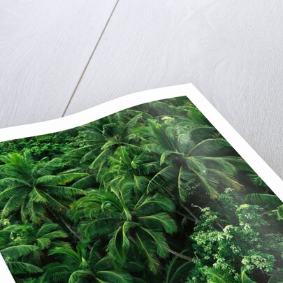 Lush Plants in Hawaiian Rainforest by Anonymous