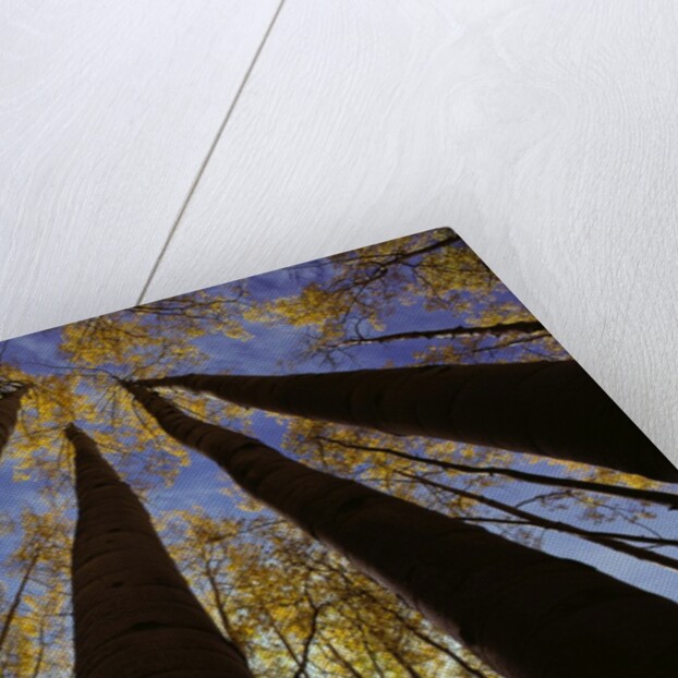 Towering Aspens by Anonymous