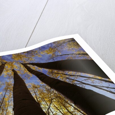 Towering Aspens by Anonymous