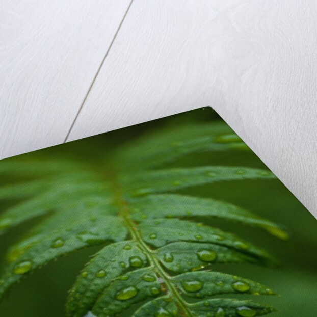 Fern Leaf by Anonymous
