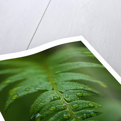 Fern Leaf by Anonymous
