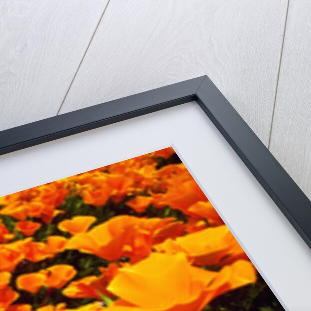 Wildflowers by Anonymous