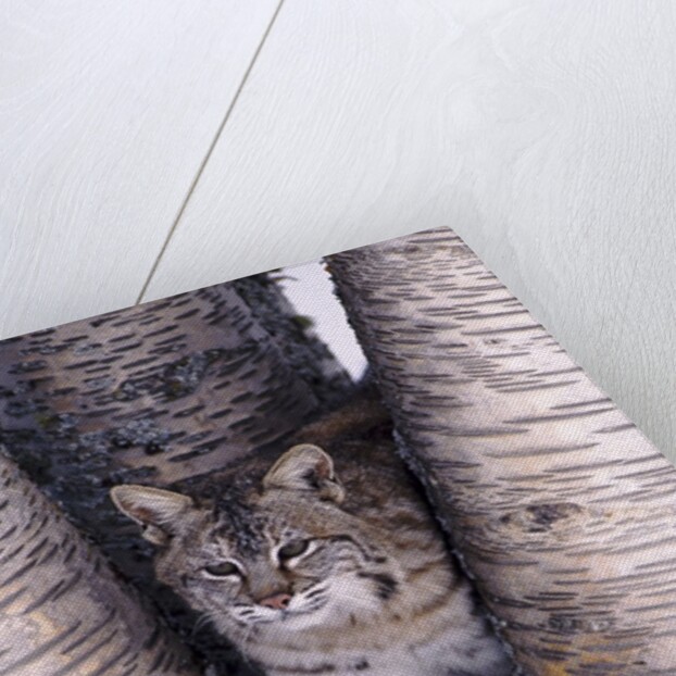 Bobcat in the snow in Montana by Anonymous