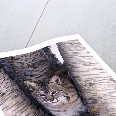 Bobcat in the snow in Montana by Corbis