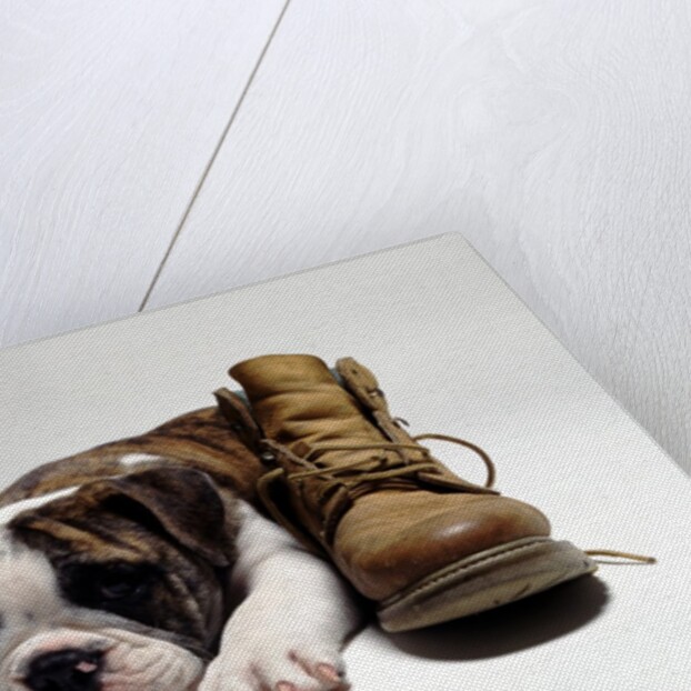 Portrait of English bulldog puppy with boot by Anonymous