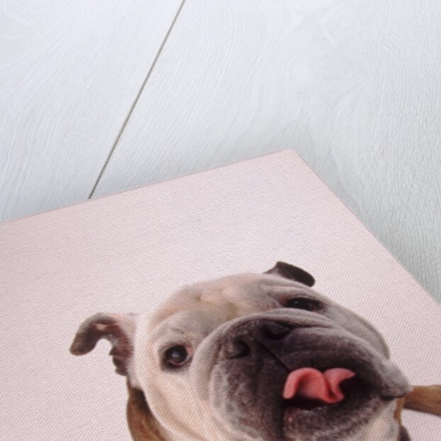 English bulldog by Anonymous