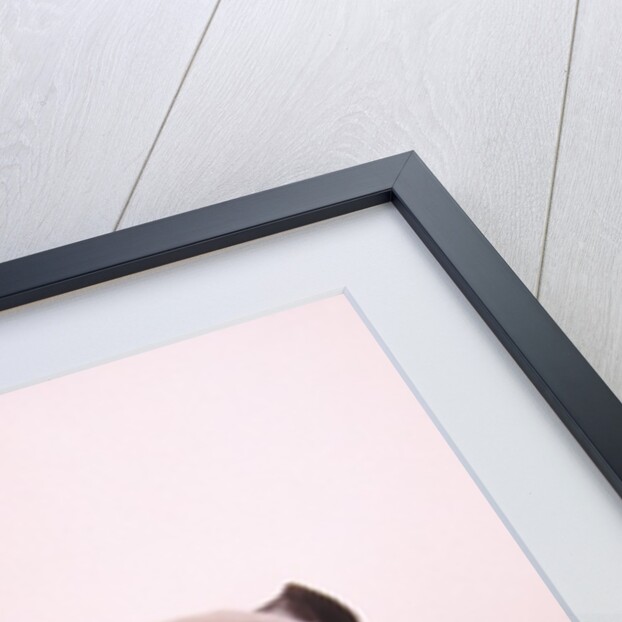 English bulldog by Anonymous