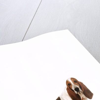 Basset hound and a chihuahua by Anonymous