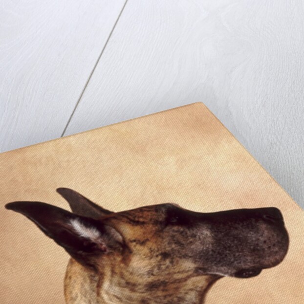 Profile of a Great Dane by Anonymous