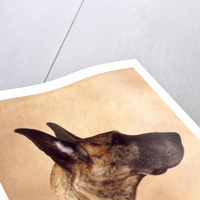 Profile of a Great Dane by Anonymous