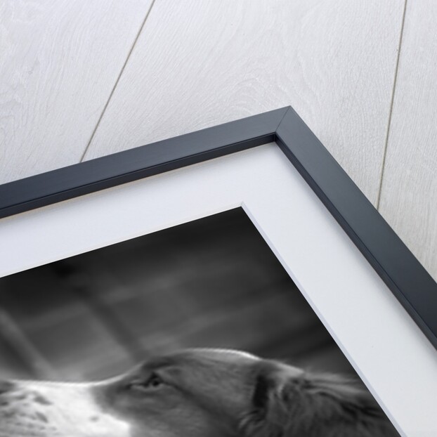 Brittany Spaniels Waiting Patiently by Anonymous