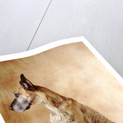 Papillon and Great Dane by Anonymous
