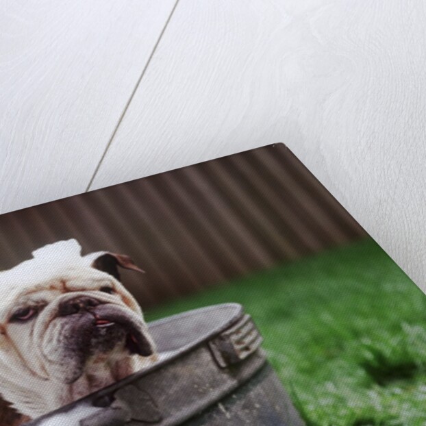 Bulldog Bathing In Washtub by Anonymous