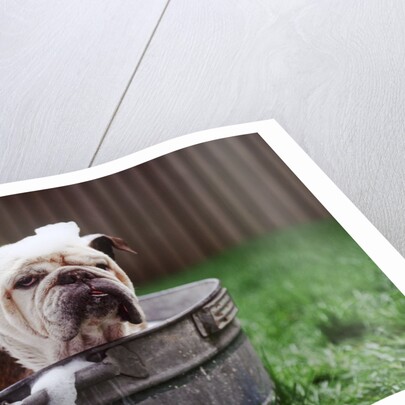 Bulldog Bathing In Washtub by Anonymous