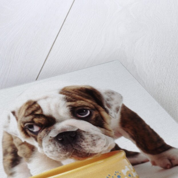 Bulldog Puppy Looking Up From His Bowl by Corbis