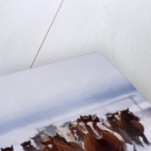 Herd of Horses Running by Anonymous