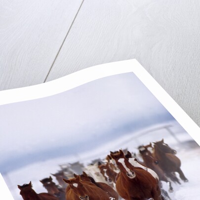 Herd of Horses Running by Anonymous