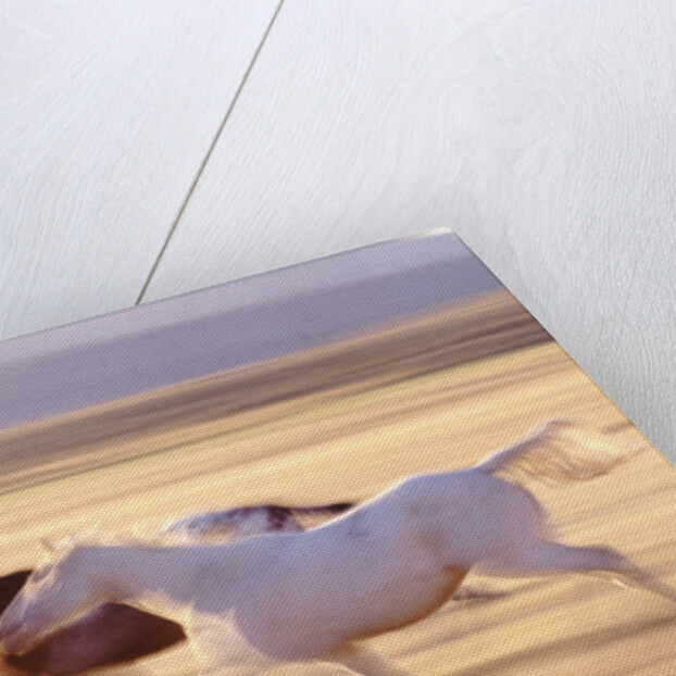 Horses Running by Anonymous