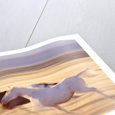 Horses Running by Anonymous