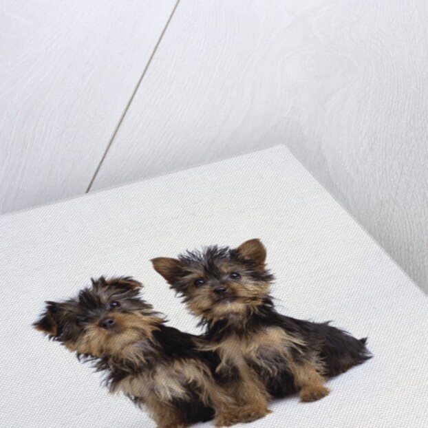Pair of Yorkshire Terrier Puppies by Anonymous