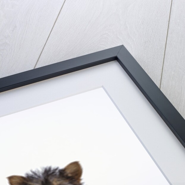 Pair of Yorkshire Terrier Puppies by Anonymous