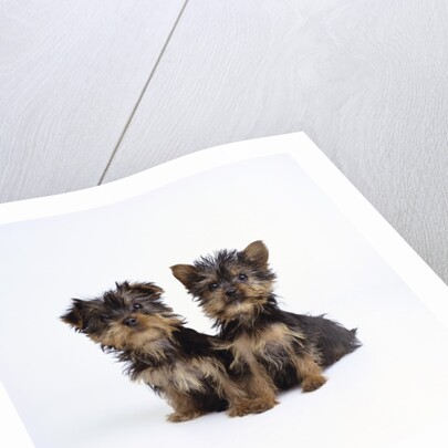 Pair of Yorkshire Terrier Puppies by Anonymous