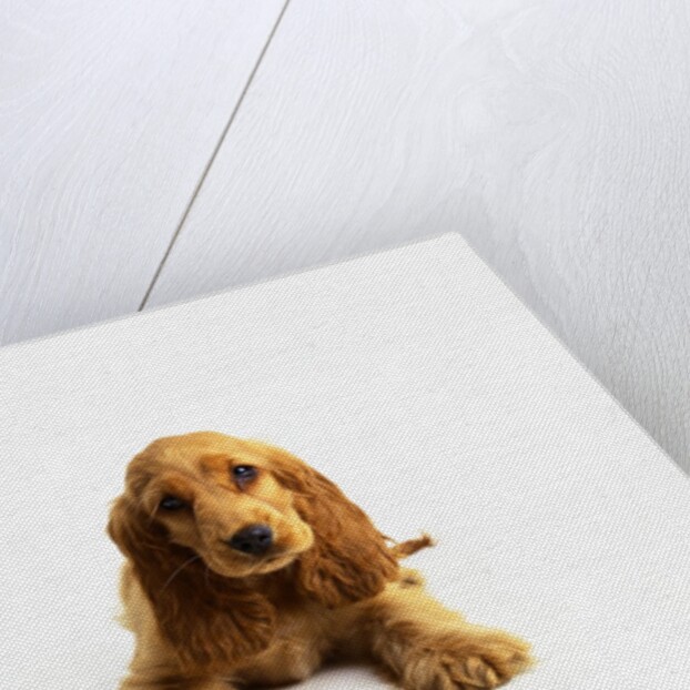 Cocker Spaniel Puppy by Anonymous